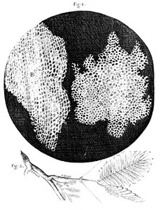Obserwacje Hookesa struktury komórkowej korka i gałązki Sensitive Plant, 1665 autorstwa Unbekannt
