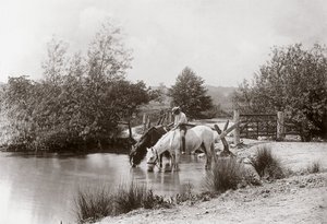 „Konie pijące w stawie”, ok. 1890 autorstwa Unbekannt