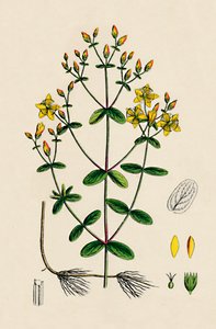 Hypericum Boeticum. Dziurawiec o liściach falistych, XIX w. autorstwa Unbekannt
