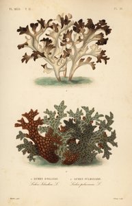 Mech islandzki, Cetraria islandica, porost islandzki i miodunka, Lobaria pulmonaria, porost płucny autorstwa Unbekannt