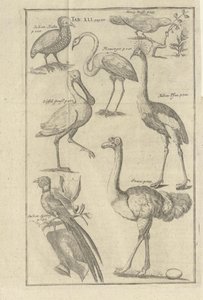 Illustrasjon hentet fra boken Opis Vorgbürges des Guten Hope i ich Hottentots av Kolb, Peter i utgitt av bey Peter Conrad Monath (de, 1745) autorstwa Unbekannt