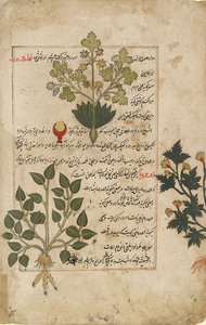 Ilustrowane podwójne folio przedstawiające osty i inne rośliny lecznicze, 1595 autorstwa Unbekannt