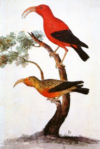 Ilustracja/Iiwi/Iwi/Scarlet honeycreeper/Scarlet Hawaiian Honeycreeper autorstwa Unbekannt