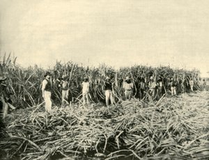 Na plantacji cukru w Queensland, 1901. autorstwa Unbekannt