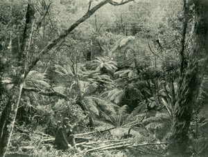 W pasmach Dandenong, 1901. autorstwa Unbekannt