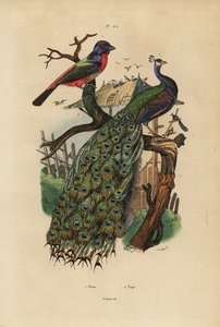 Paw indyjski, Pavo cristatus i papuga, gatunki Erythrura autorstwa Unbekannt
