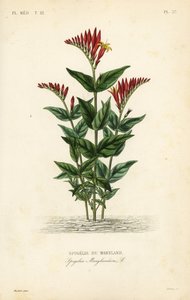 Indyjski różowy lub leśny pinkroot, Spigelia marilandica, Spigelia marylandica, Spigelie du Maryland autorstwa Unbekannt