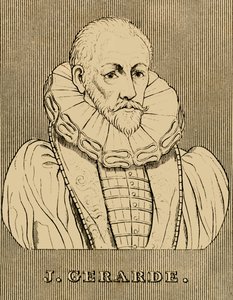 J. Gerarde, c1545-1612, 1830. autorstwa Unbekannt