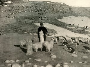 Joyce and the Dogs in the Penguin Rookery, c1908, 1909. autorstwa Unbekannt
