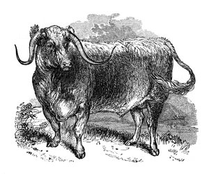Wół z Lancashire, okaz ras długorogich, 1848 autorstwa Unbekannt