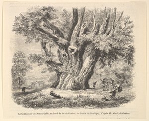 Kasztanowiec w Neuve-Celle, nad brzegiem Jeziora Genewskiego, według Daubigny, 1835-78. autorstwa Unbekannt