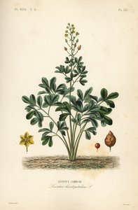 Leontice, Leontice leontopetalum, gmina Leontice autorstwa Unbekannt