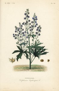 Like-Bene i Stavessere, Delphinium Staphysagriae, Staphysagri autorstwa Unbekannt