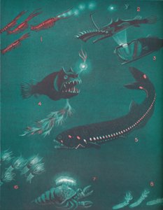 Życie pół mili pod powierzchnią mórz, 1935 autorstwa Unbekannt