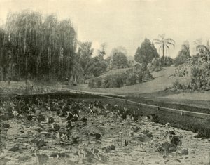 Lily Pond, Ogrody Botaniczne Brisbane, 1901. autorstwa Unbekannt