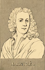 Linne, 1707-1778, 1830. autorstwa Unbekannt