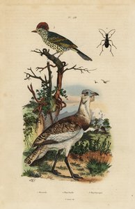 Mały drop, Eupodotis humilis i Oxyruncus cristatus autorstwa Unbekannt