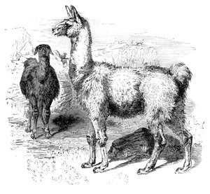 Płomienie, ok. 1880 autorstwa Unbekannt
