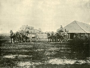 Ładowanie wełny, stacja Warrawooh, Wimmera, 1901. autorstwa Unbekannt