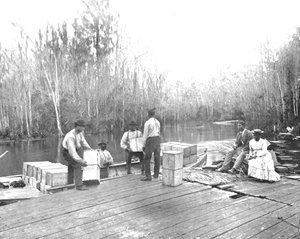 Ładowanie pomarańczy na rzece Ocklawaha, Floryda, USA, ok. 1900. autorstwa Unbekannt