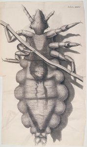 Wesz przylegająca do ludzkiego włosa w Hookes Micrographia, 1665 autorstwa Unbekannt