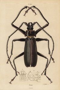 Chrząszcz Macrotoma Hayesii autorstwa Unbekannt