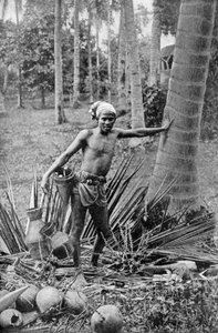 Malajowie zbierający słodkie wino z toddy tree, 1922 autorstwa Unbekannt