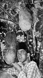 Malajski zbierający jackfruit, 1922 autorstwa Unbekannt
