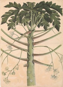 Męskie drzewo papai, ca. 1790-1800. autorstwa Unbekannt