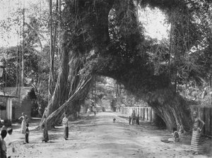 Malownicze stare drzewo figowe Ficus indica na drodze Colombo-Galle w pobliżu Kalutary, 1926 autorstwa Unbekannt