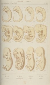 Zarodki ssaków, 1905 autorstwa Unbekannt