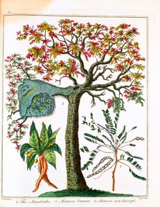 Mandragora, roślina wrażliwa i akacja, ok. 1795 r. autorstwa Unbekannt
