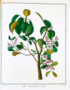 Drzewo Manchineel Hippomane mancinella lub Poison Guava, c1795 autorstwa Unbekannt