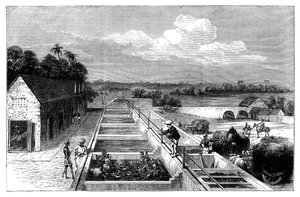 Produkcja indygo w Tirhoot Muzaffarpur, Dolny Bengal, 1869 autorstwa Unbekannt