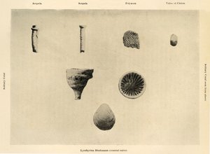 Organizmy morskie, powiększenie 1 12, c1908, 1909. autorstwa Unbekannt