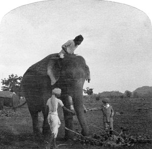 Mistrz Ekbal karmiący słonia, Indie, 1900 autorstwa Unbekannt