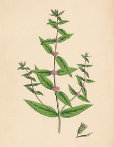 Mentha gracilis, var. prawdziwy. Smukła mięta, XIX w. autorstwa Unbekannt