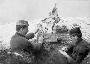 Gołębie pocztowe wypuszczane na linię frontu, I wojna światowa, 1915 autorstwa Unbekannt