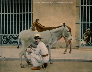 Dojenie osłów, Hawana, Kuba, ok. 1920 r. autorstwa Unbekannt