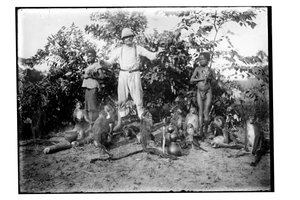 Małpy, ok. 1910 (zdjęcie czarno-białe) autorstwa Unbekannt