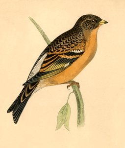 Dziwonia górska, koniec XIX wieku. autorstwa Unbekannt