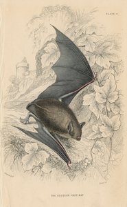 Nietoperz Natterers Myotis nattereri, 1828 autorstwa Unbekannt