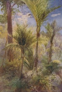 Las nowozelandzki, 1924 autorstwa Unbekannt