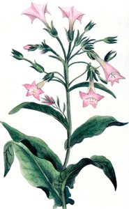 Nicotiana tabacum - tytoń, 1823 autorstwa Unbekannt