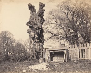 Stare drzewo w pobliżu Chatham, lata 50. XIX wieku. autorstwa Unbekannt