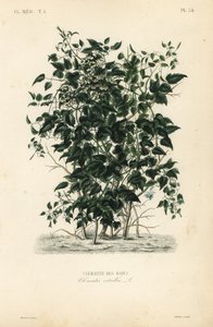 Broda starca i radość podróżnych, Clematis vitalba, Clematite des haies autorstwa Unbekannt