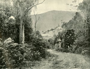 Na drodze Illawarra, NSW, 1901. autorstwa Unbekannt