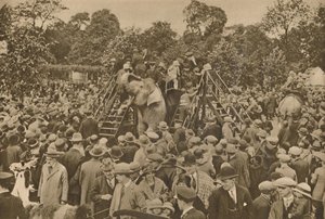 Jeden ze znaków naszej cywilizacji: dobrze zaopatrzone ogrody zoologiczne, które zachwycają ciekawskich, c193 autorstwa Unbekannt