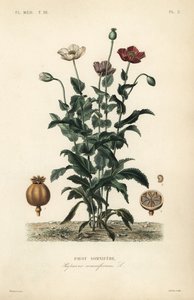 Mak lekarski, Poppy somniferum, Pavot somnifere autorstwa Unbekannt