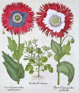 Maki ozdobne, 1613 autorstwa Unbekannt